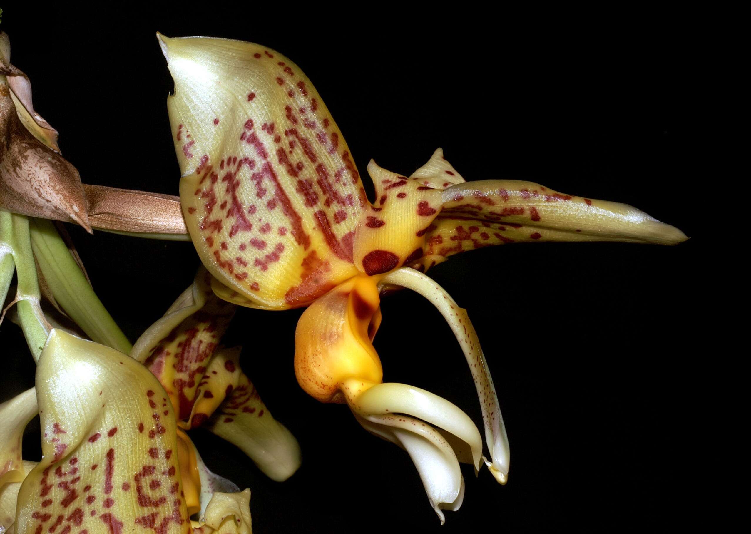 Image of Stanhopea shuttleworthii Rchb. fil.