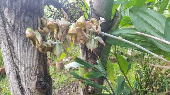 Image of Catasetum maculatum Kunth