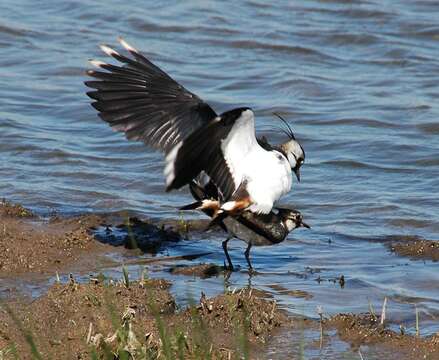 Image of Lapwing