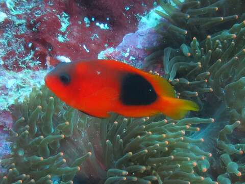 Image of Red saddleback anemonefish