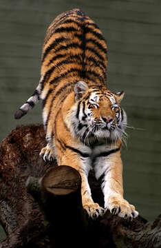 Image of Amur Tiger