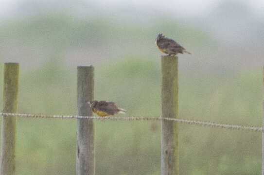 Image of Eastern Meadowlark