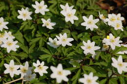 Imagem de Anemone nemorosa L.