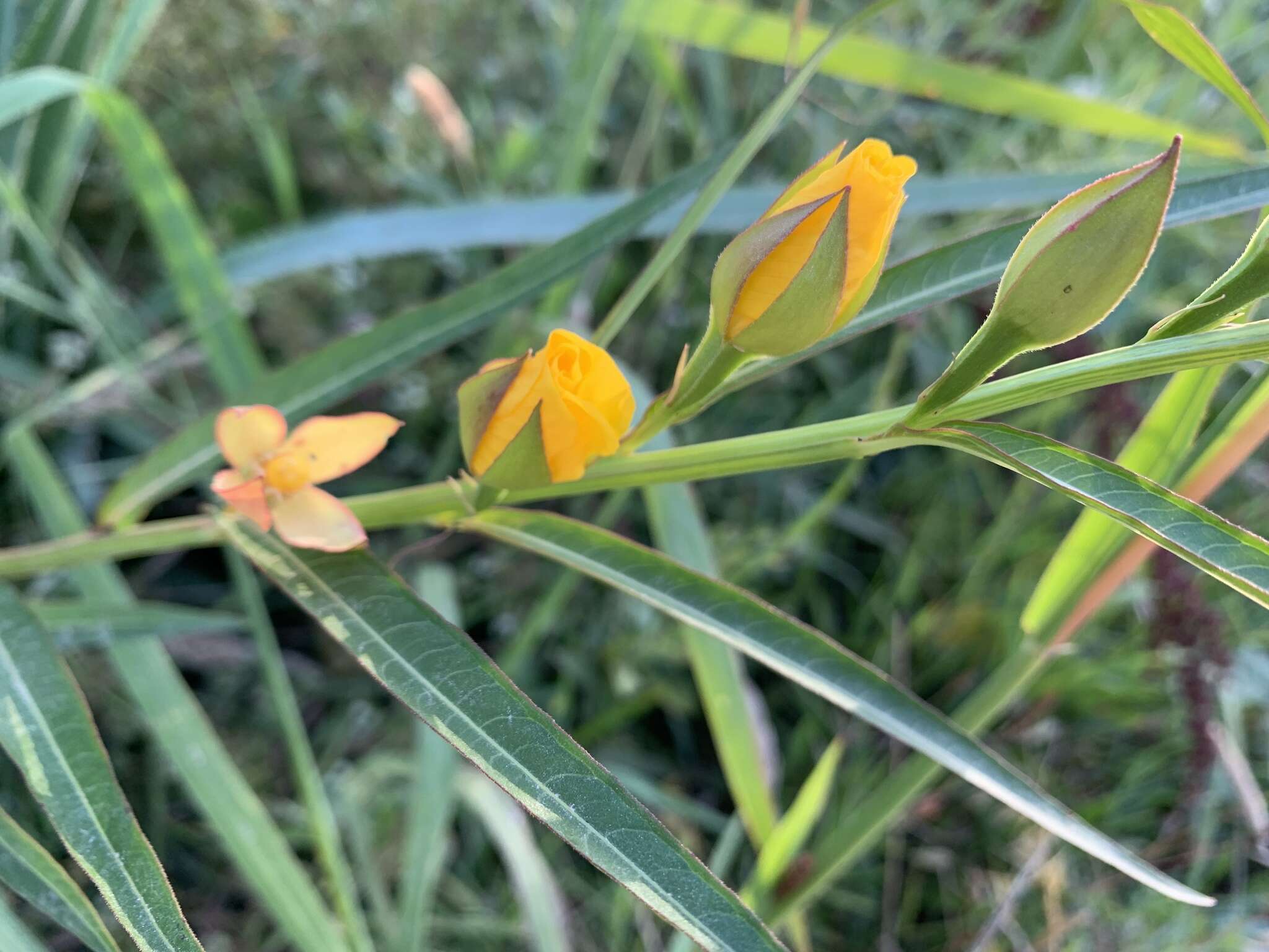 Image de Ludwigia longifolia (DC.) Hara