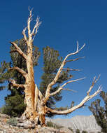 Image of whitebark pine