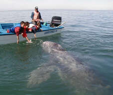 Image of gray whales