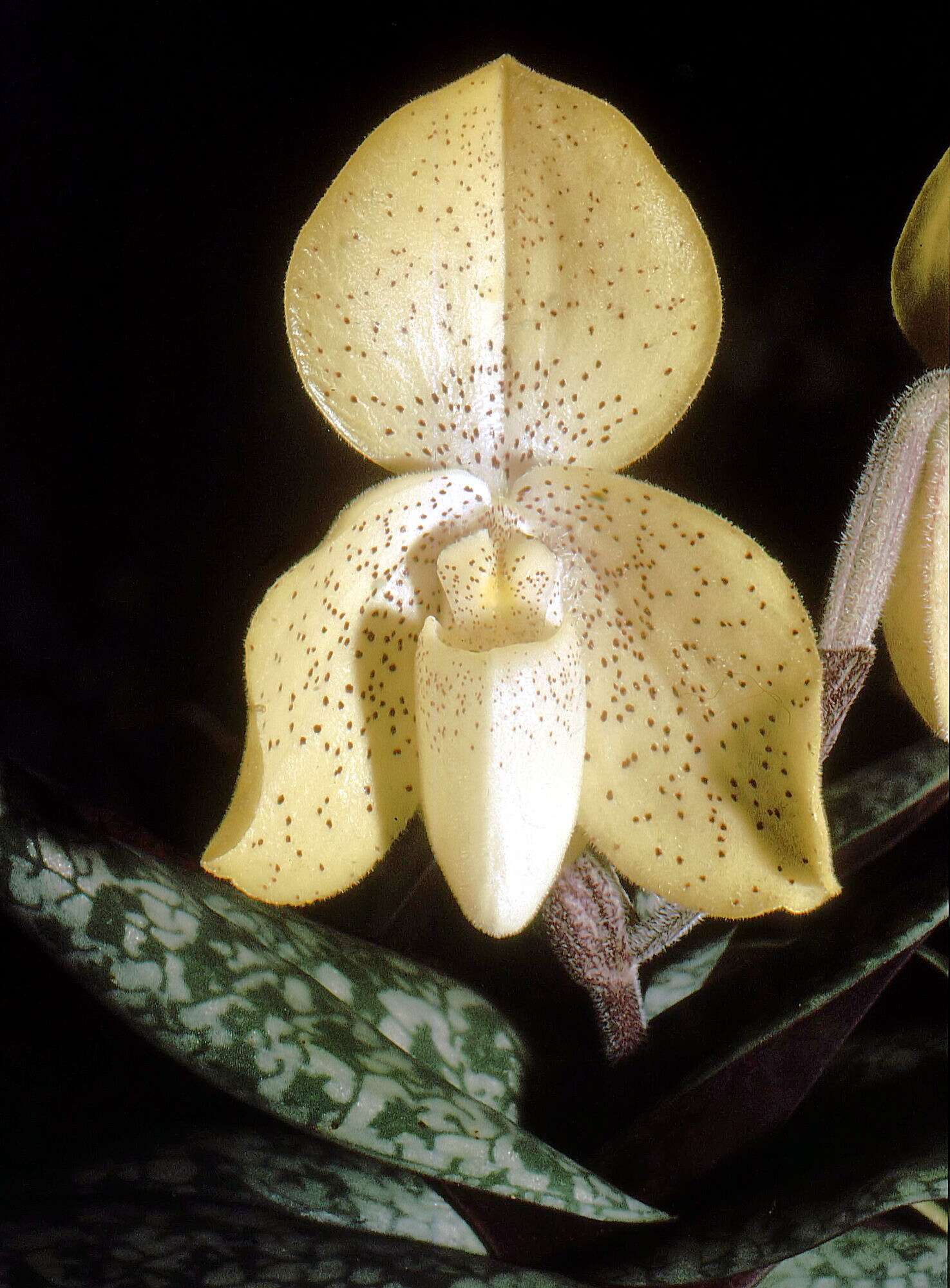 Image of One colored Paphiopedilum