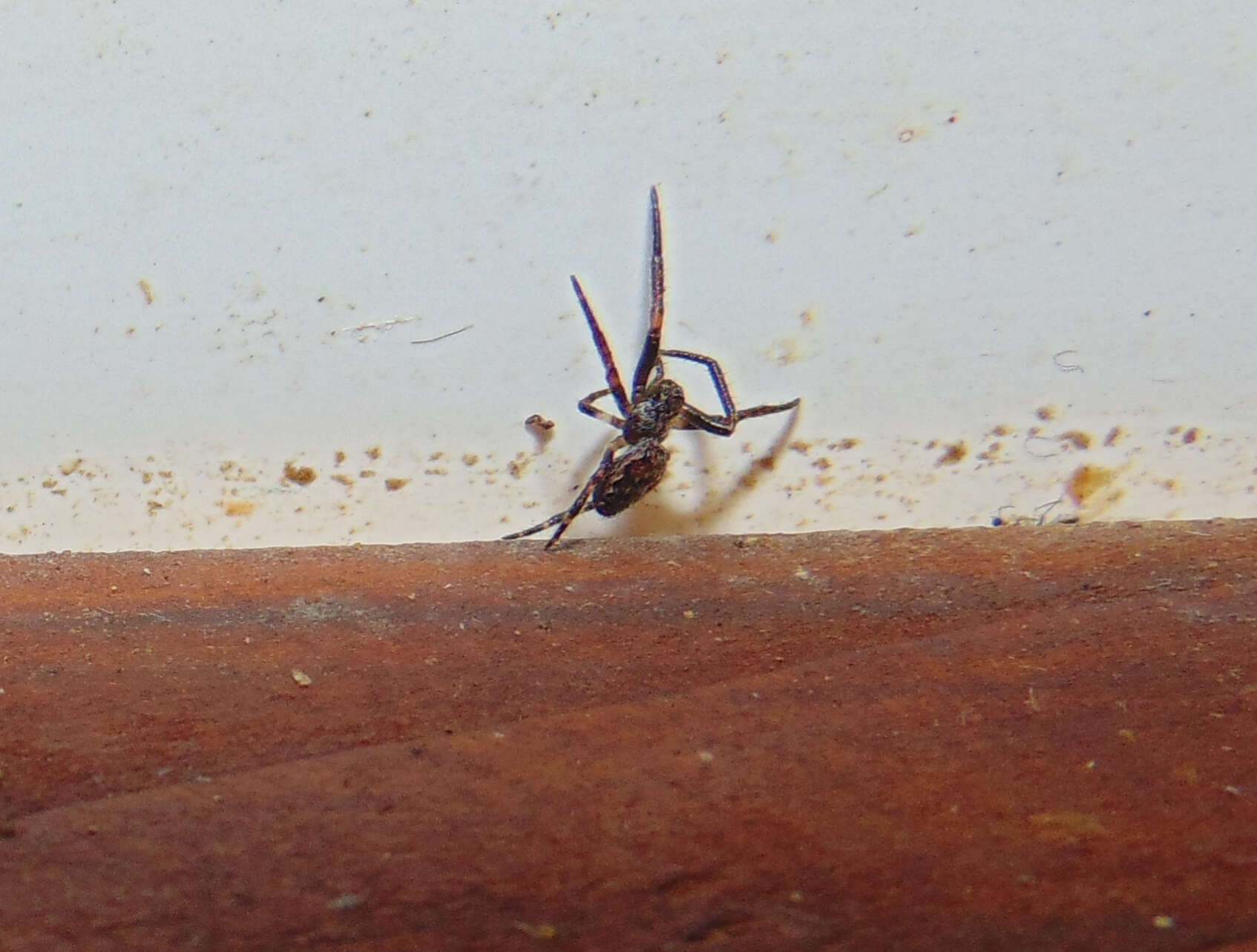 Image of Walnut Orb-Weaver Spider