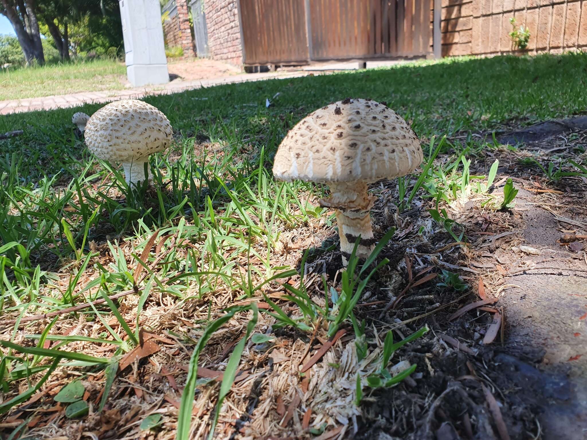 Image of Saproamanita foetidissima (D. A. Reid & Eicker) Redhead, Vizzini, Drehmel & Contu 2016