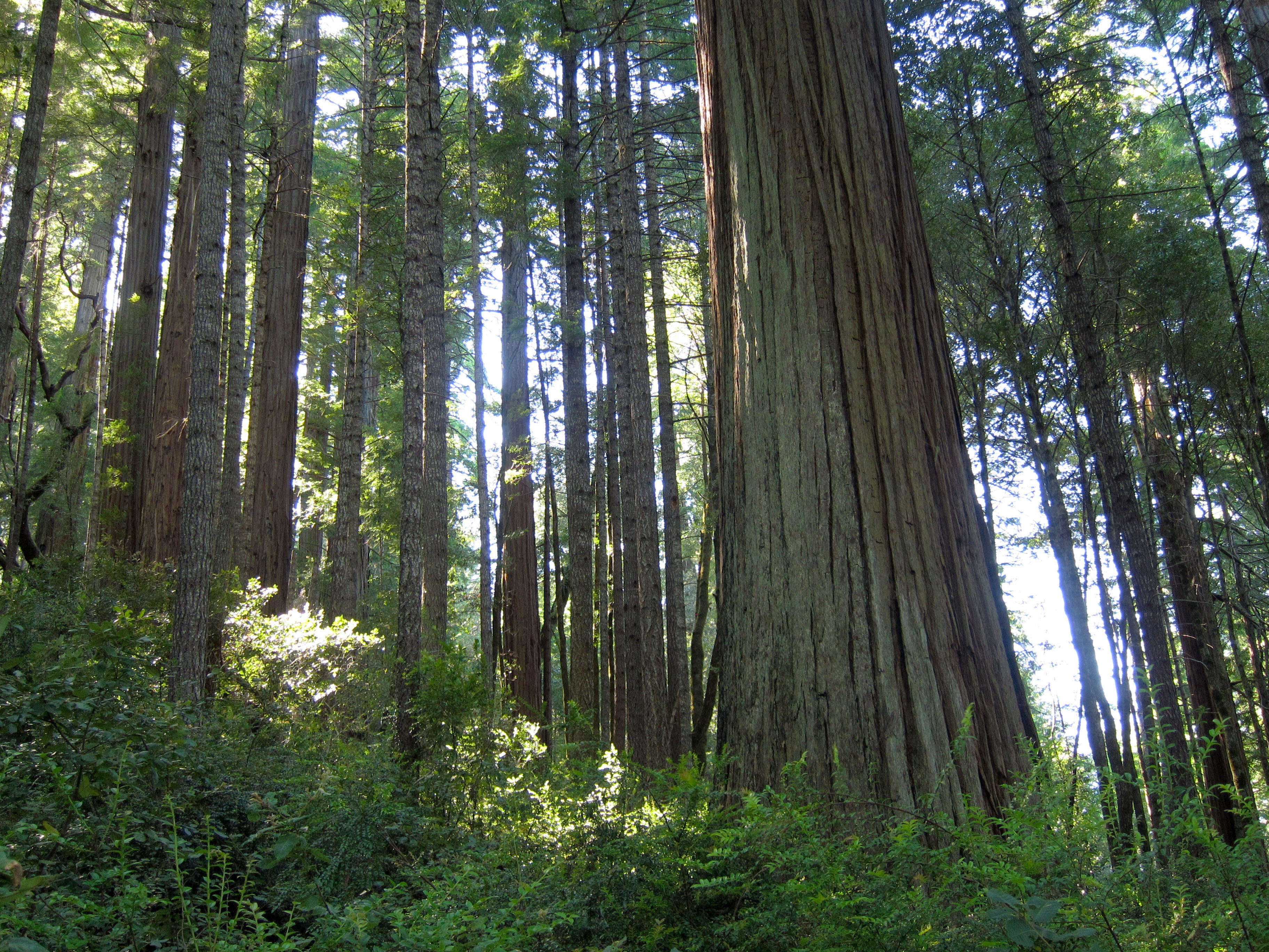 Image of redwood