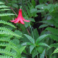 Lilium canadense L. resmi