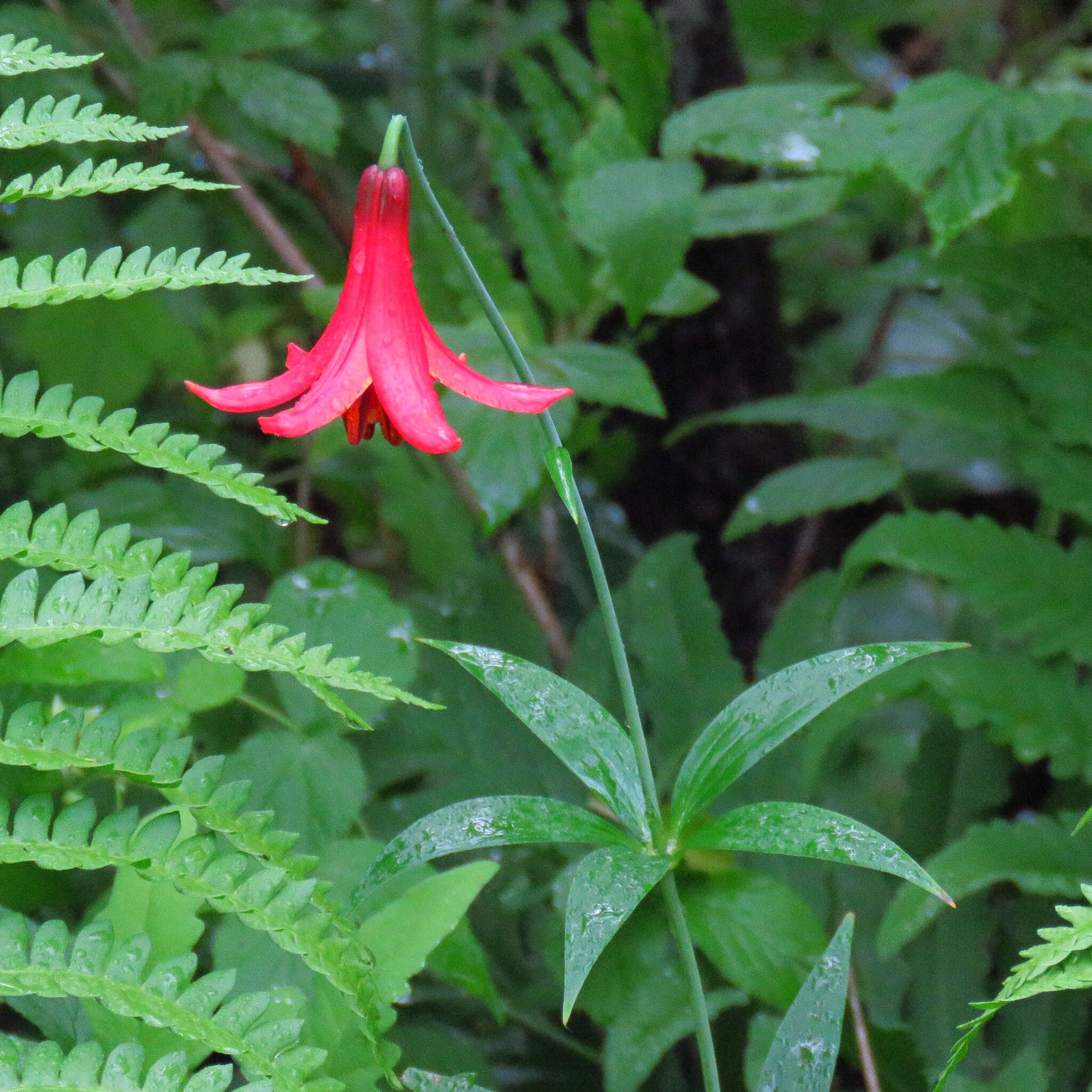 Lilium canadense L. resmi