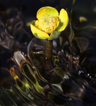 Image of <i>Nuphar japonica</i>