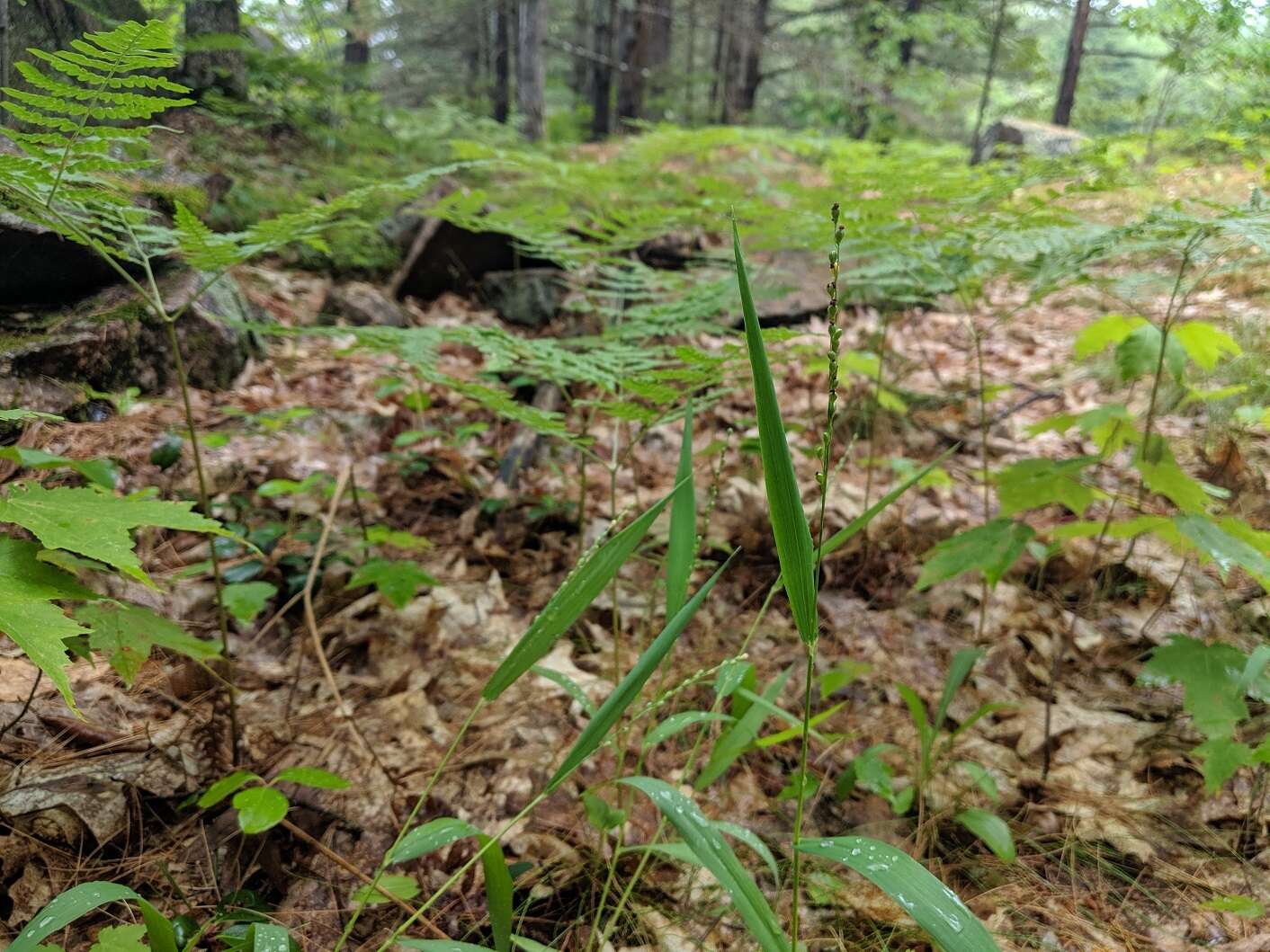 Image of slender rosette grass