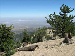 Image of Limber Pine