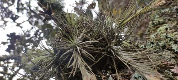 Imagem de Tillandsia plumosa Baker