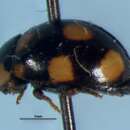 Sivun Brachiacantha ursina (Fabricius 1787) kuva