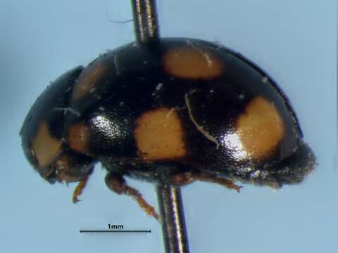 Image of Orange-spotted Lady Beetle