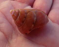 Image of Calliostoma gloriosum Dall 1871