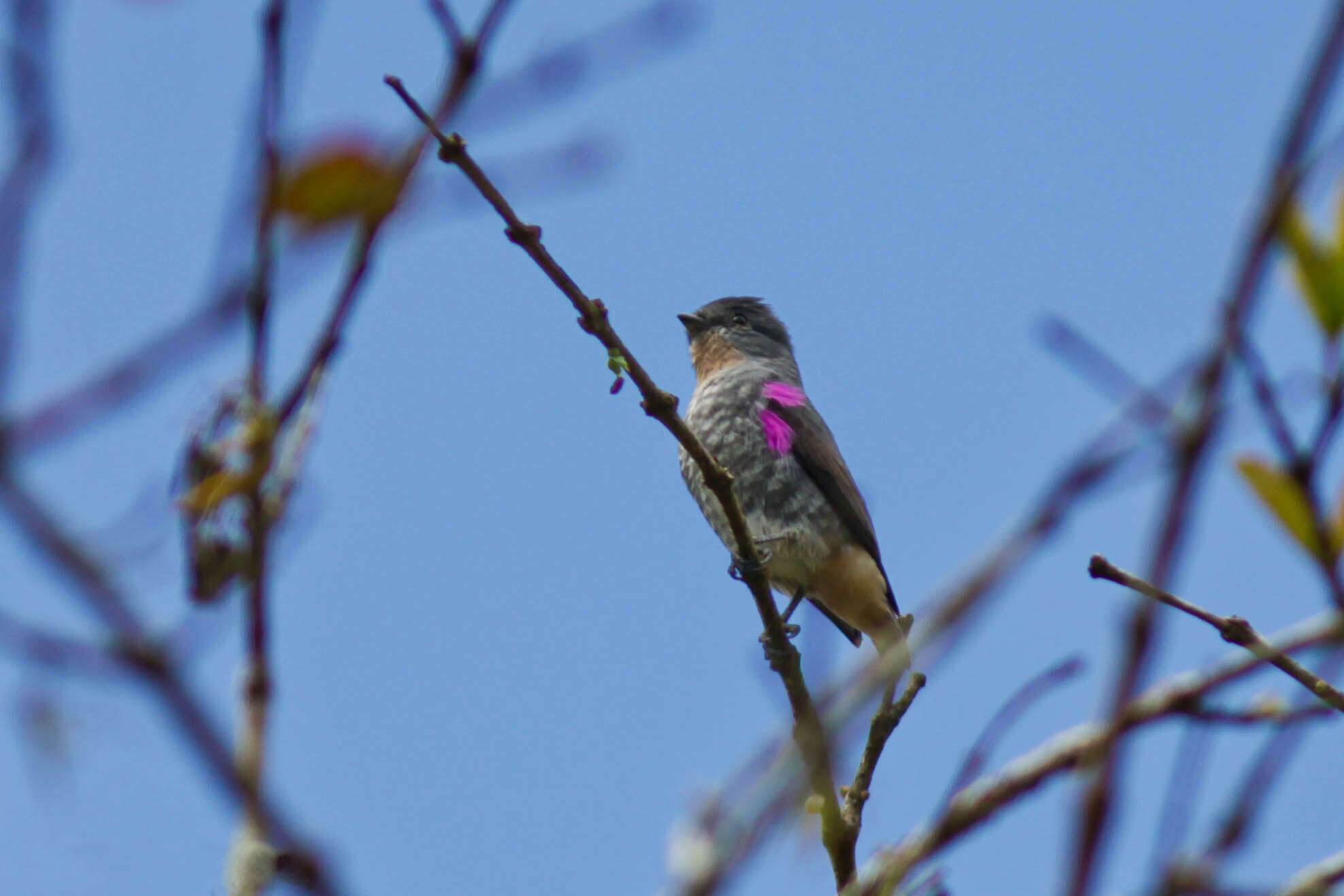 Image of Buff-throated Purpletuft