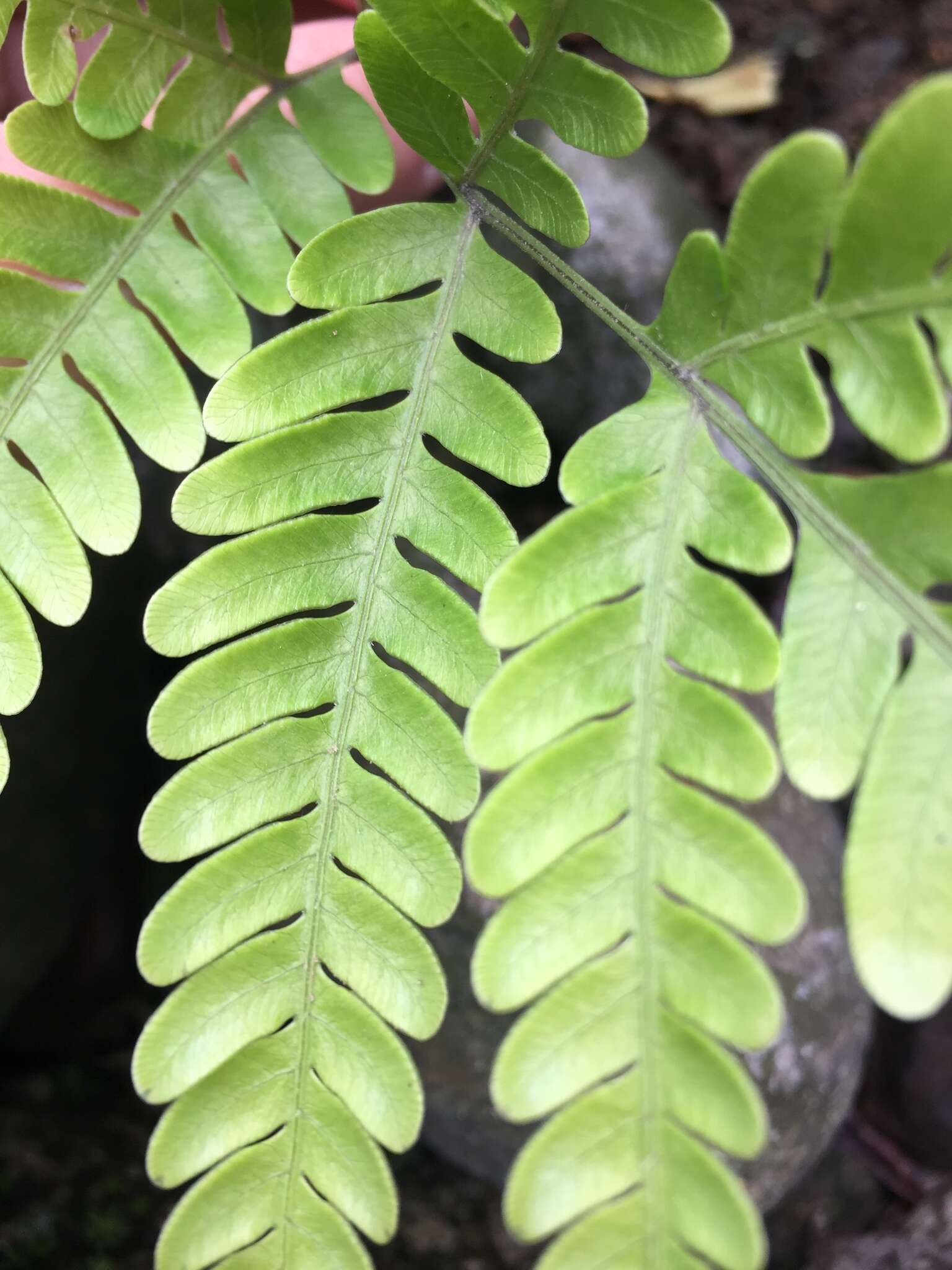 Plancia ëd Pteris khasiana subsp. fauriei (Hieron.) Fraser-Jenk.