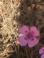 Imagem de Clarkia gracilis subsp. sonomensis (C. L. Bitchc.) F. H. Lewis & M. E. Lewis