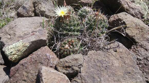 Image of Coryphantha clavata (Scheidw.) Backeb.