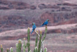 Image of Lear's Macaw