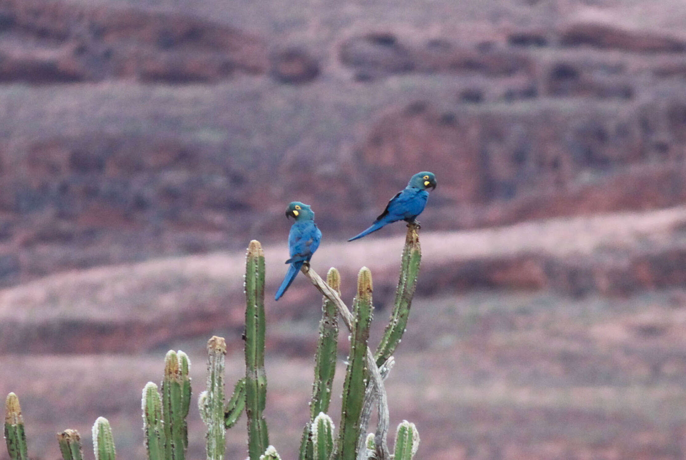 Image of Lear's Macaw