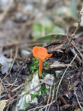 Image of Cantharellus corallinus Buyck & V. Hofst. 2016