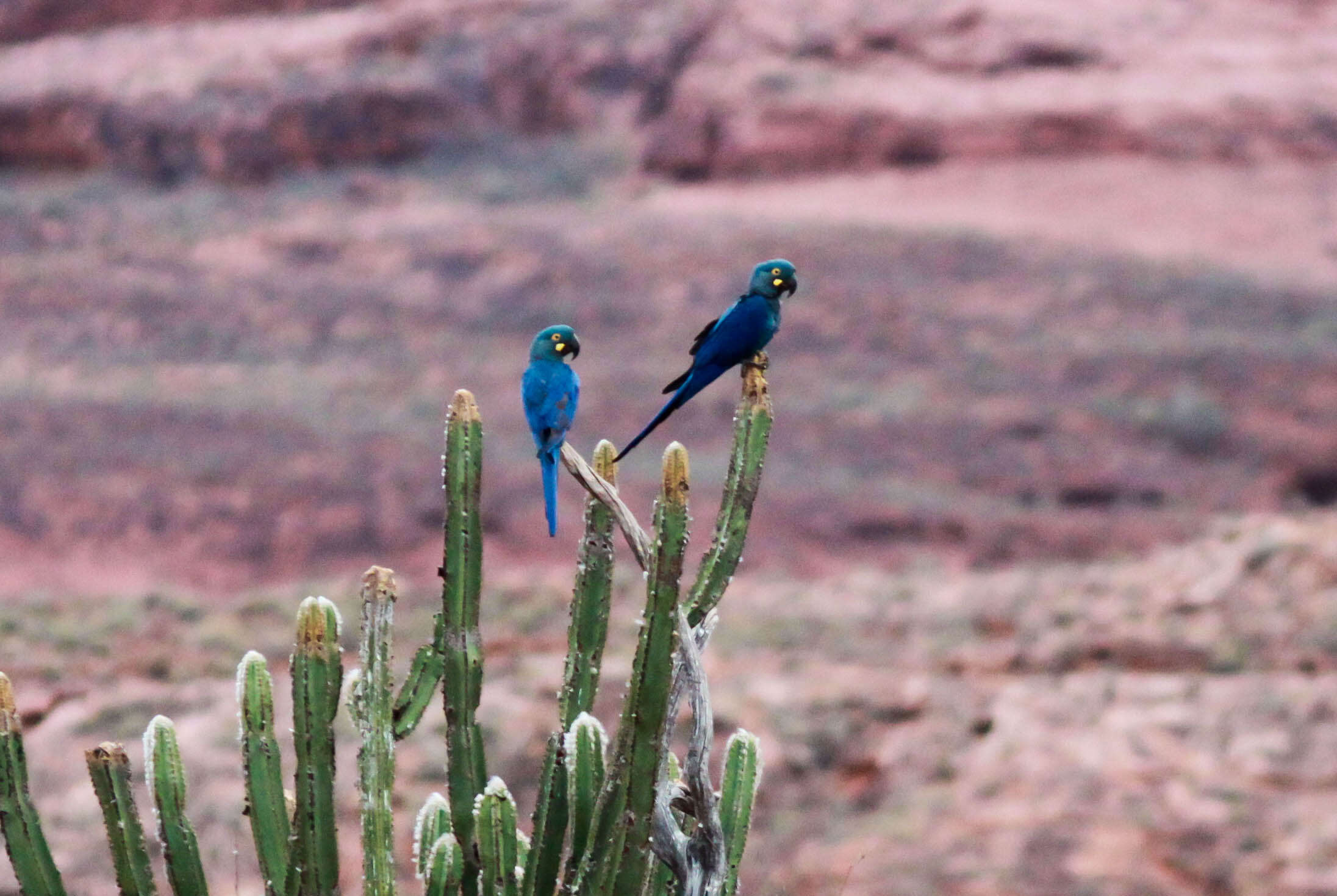 Image of Lear's Macaw