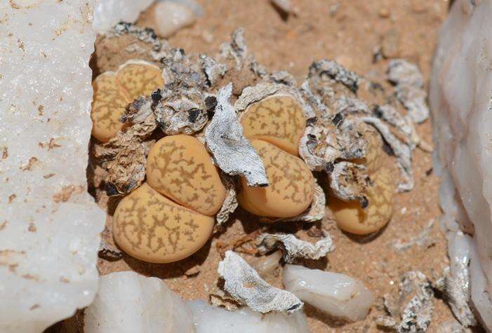 Image of Lithops herrei L. Bol.