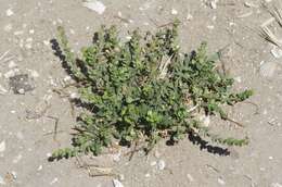 Image of upright pepperweed