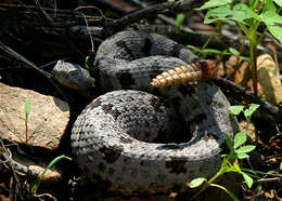 Crotalus lepidus klauberi Gloyd 1936 resmi