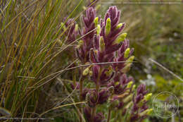 Image of Neobartsia laticrenata (Benth.) Uribe-Convers & Tank