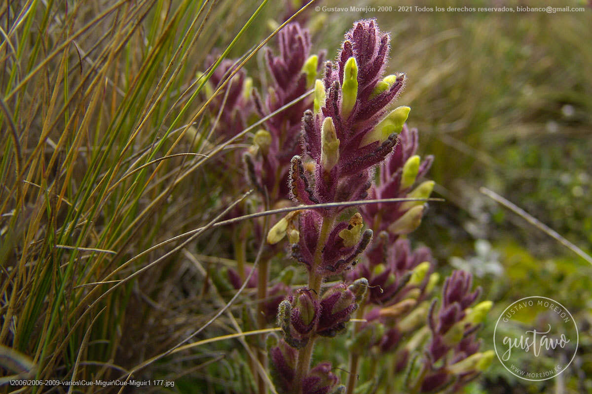 Image of Neobartsia laticrenata (Benth.) Uribe-Convers & Tank