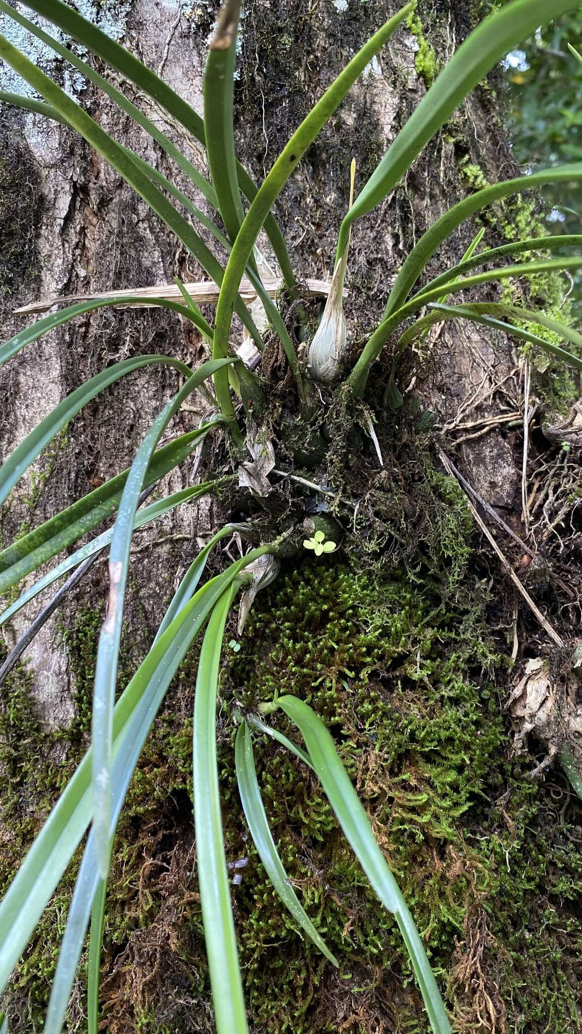 Image de Encyclia asperula Dressler & G. E. Pollard