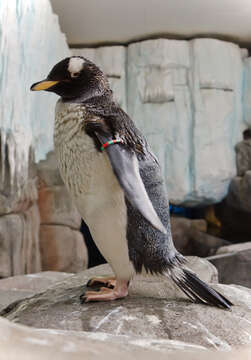 Image of Gentoo Penguin