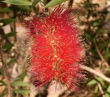 صورة Callistemon citrinus (Curtis) Skeels