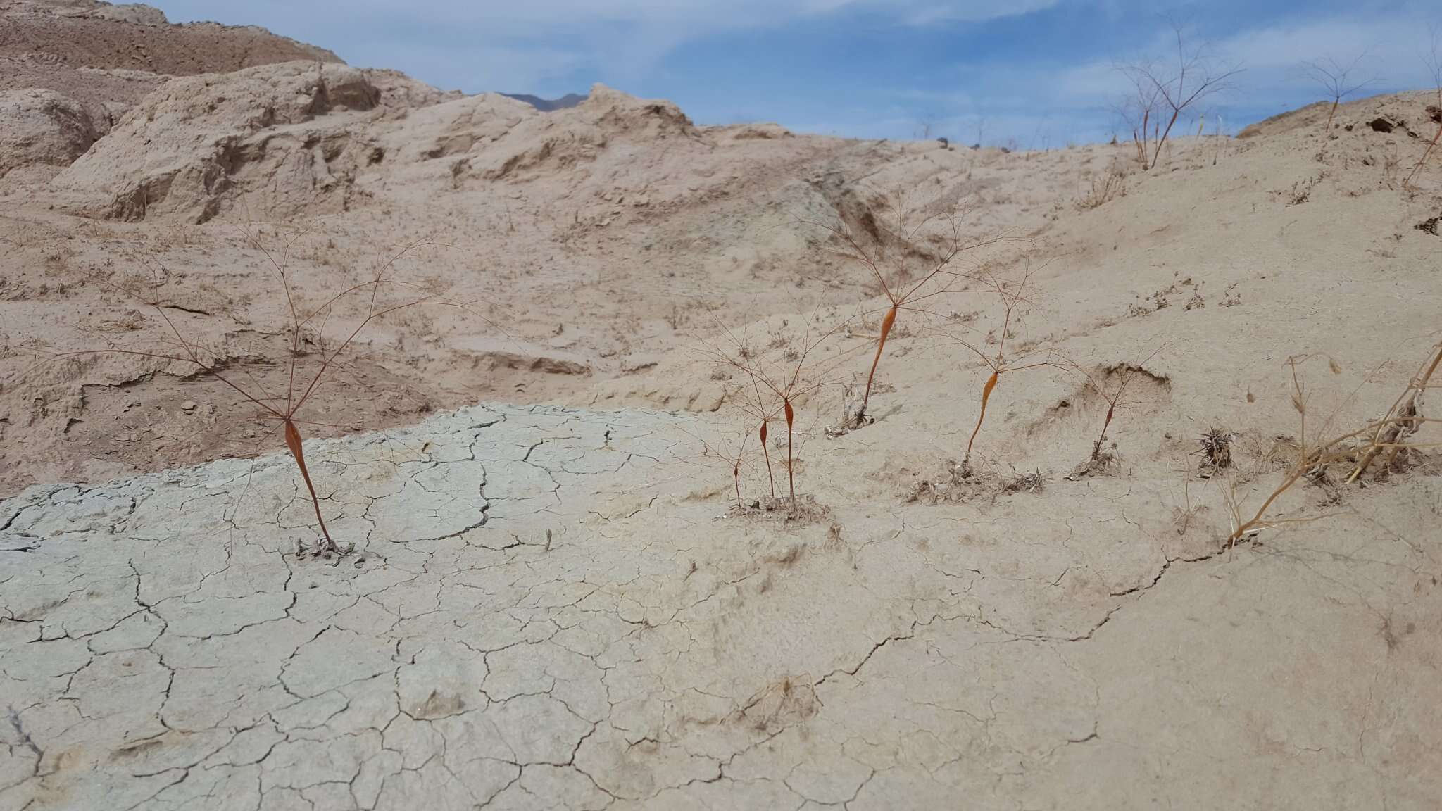 Image of little deserttrumpet