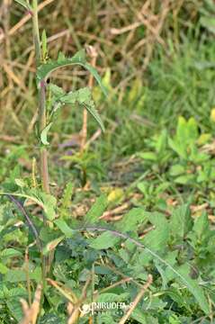 Image de Sonchus wightianus DC.