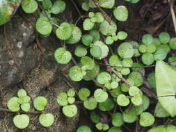 Imagem de Pilea nummulariifolia (Sw.) Wedd.