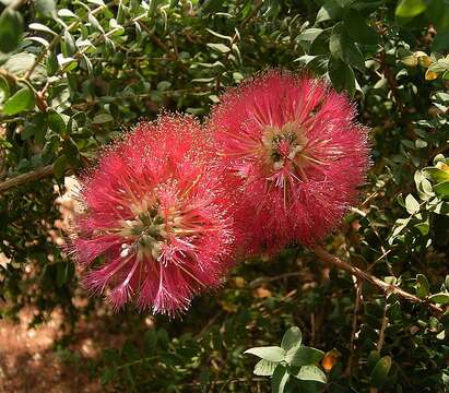 Image of Melaleuca elliptica Labill.