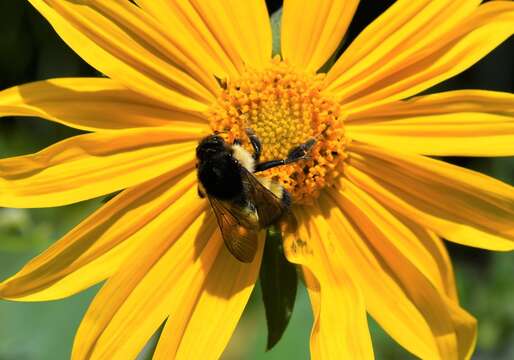 Image of Bombus weisi Friese 1903