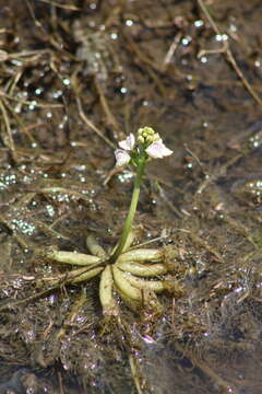 Image de Utricularia inflexa Forsskál