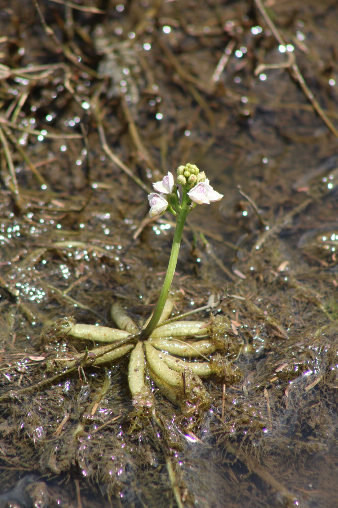 Image of Utricularia inflexa Forsskál