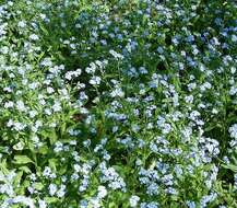 Image of Alpine forget-me-not