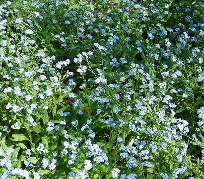 Image of Alpine forget-me-not