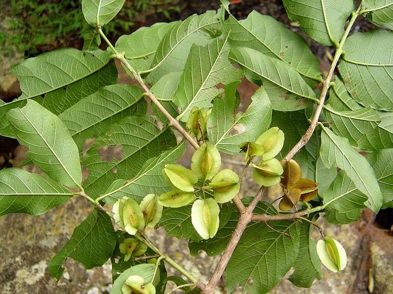 Sivun Combretum woodii Dümmer kuva