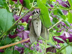 Image of convolvulus hawk moth